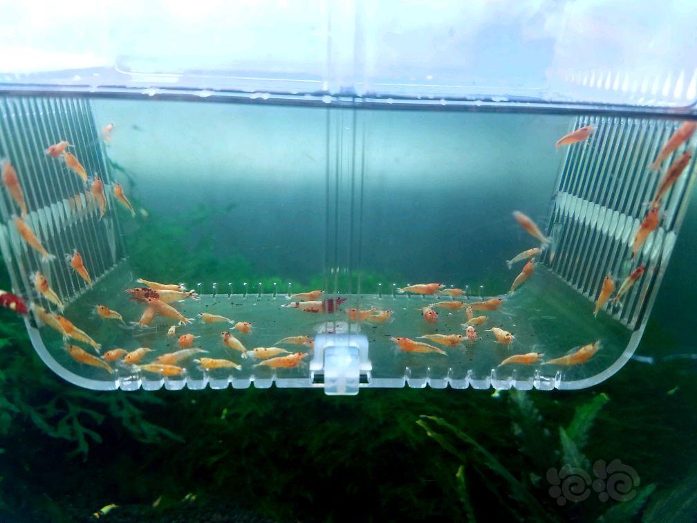【虾】2017-9-3#RMB拍卖酒红拼头洞头出的金虾62只-图1