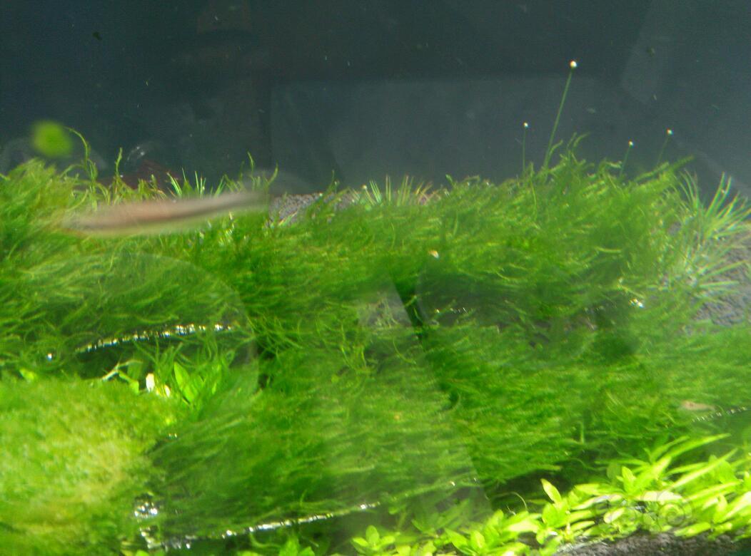 出售出售火焰莫丝