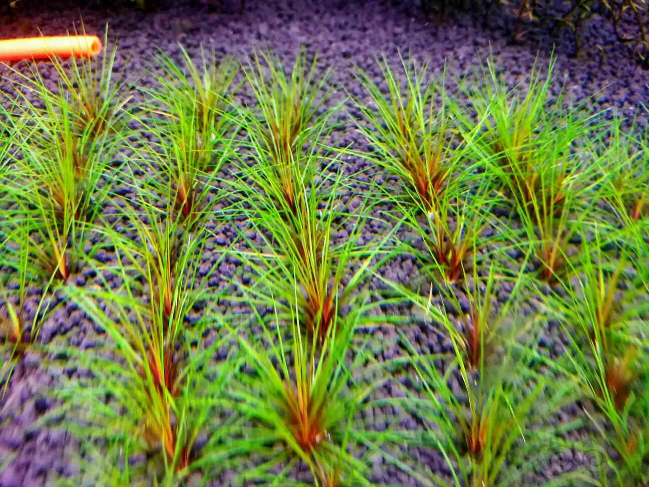 【出售】出红箦藻。吐血谷精。茨城谷精-图2