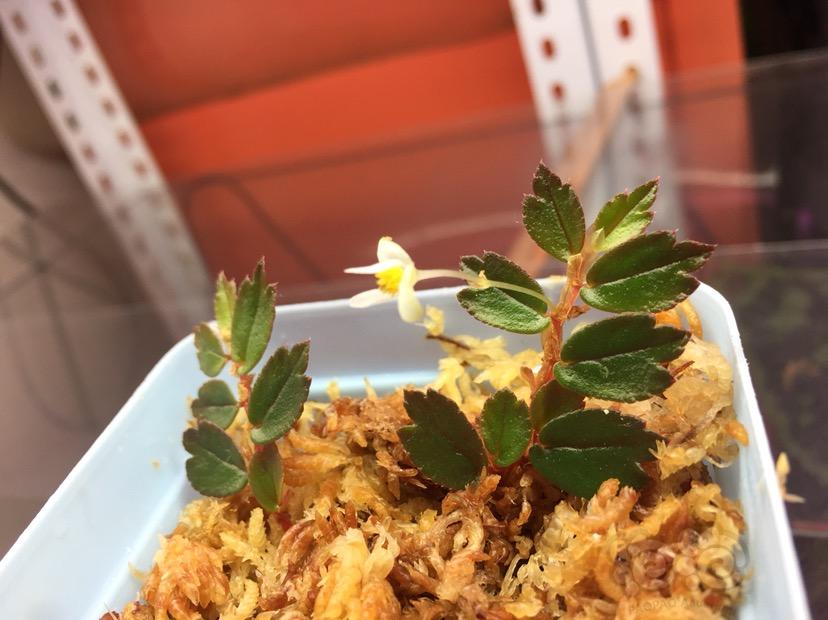 Begonia sp foliosa秋海棠-图2