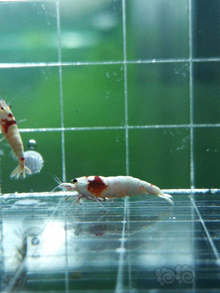 【虾】2017-09-18#RMB拍卖红白水晶虾4只-图1