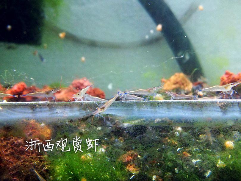 【出售】出自家繁殖的苏虾蓝足-图6