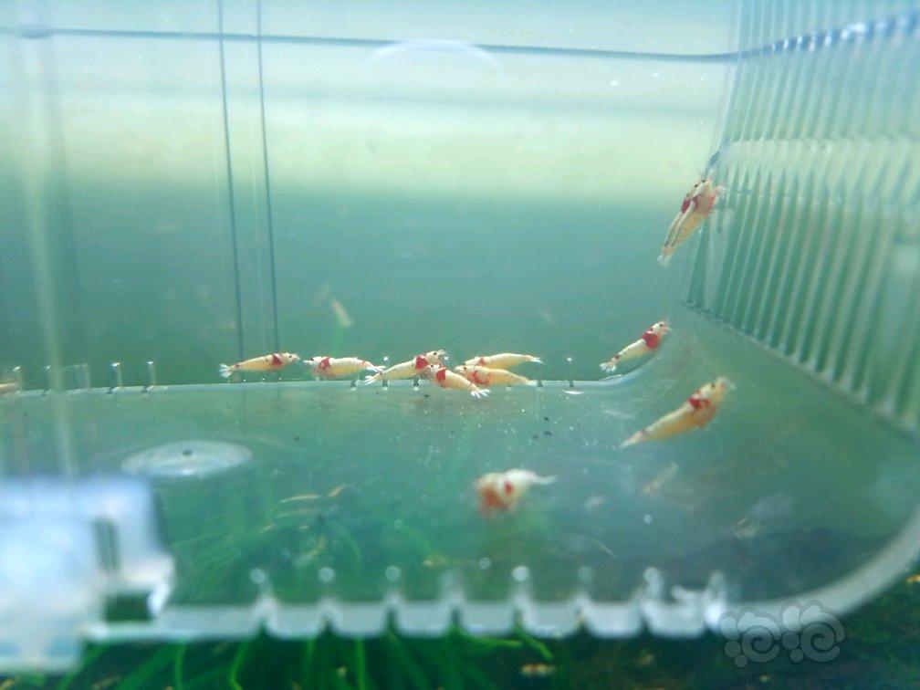 【虾】2017-09-10#RMB拍卖厚白 白区花头20只-图5