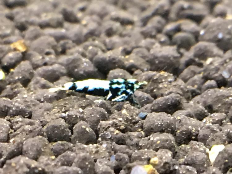 【虾】2017-09-10#RMB拍卖黑银河斑马水晶虾1只-图4