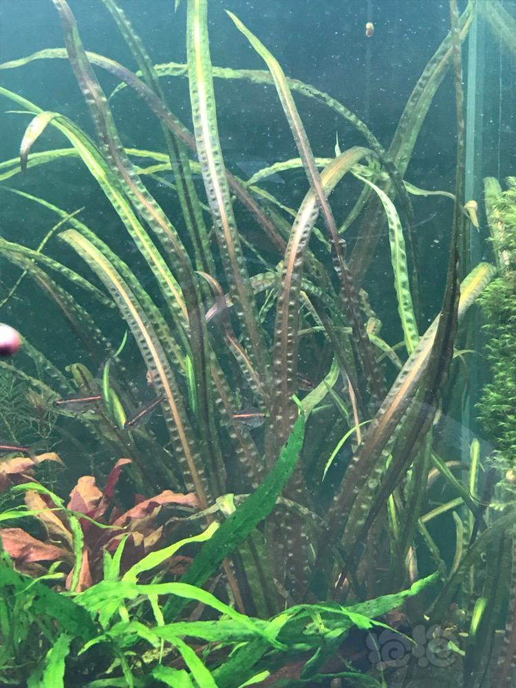 【出售】出喷泉椒草,状态很好