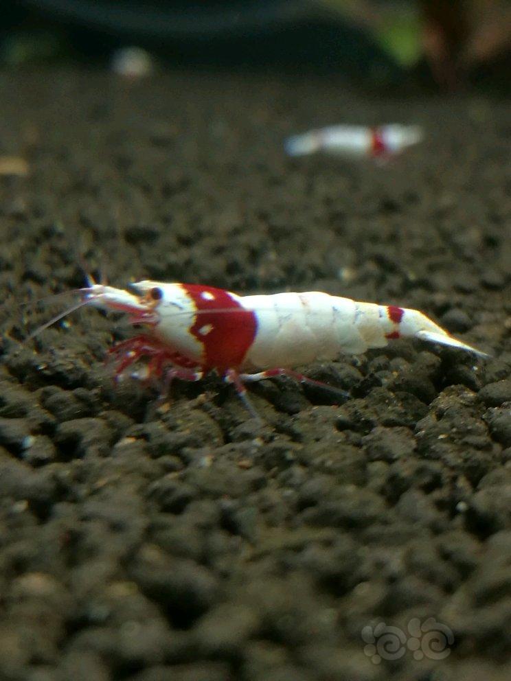 【虾】2017-09-23RMB拍卖纯血红白特大公一只-图2