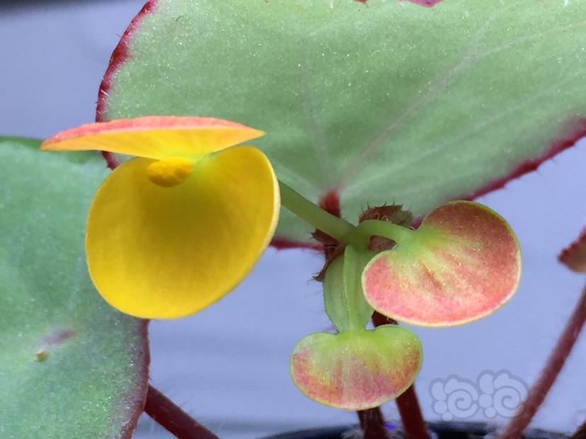 Begonia scutifolia秋海棠-图3