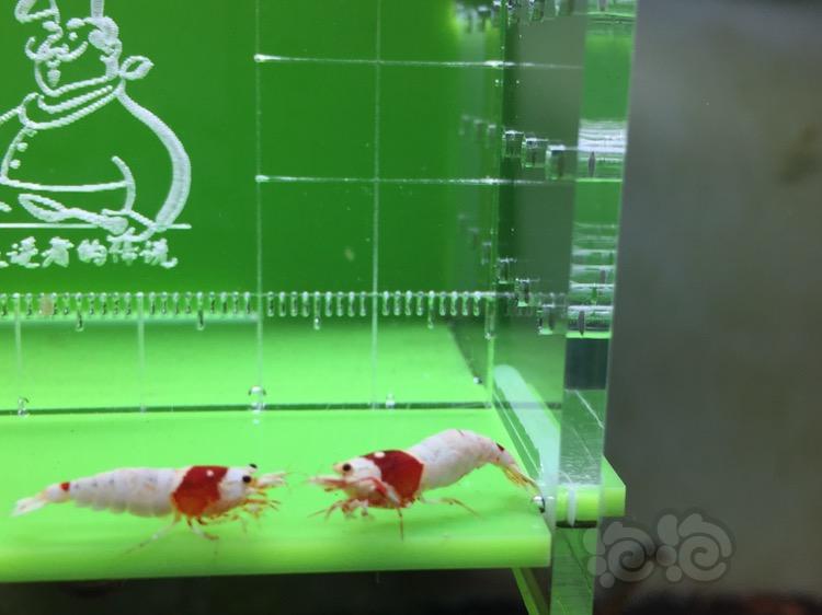【虾】2017-09-24#RMB拍卖红白水晶虾3只-图2