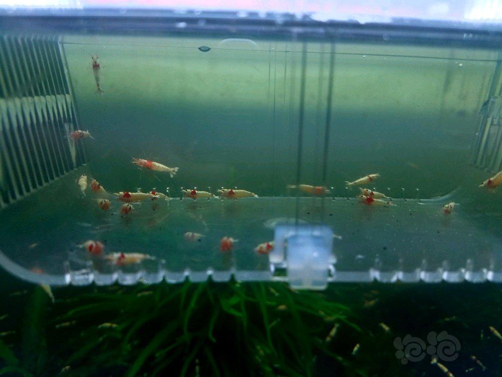 【虾】2017-09-10#RMB拍卖厚白 白区花头20只-图4