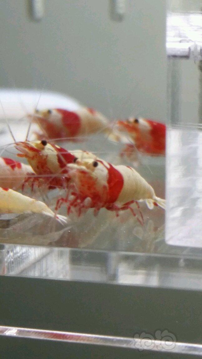 【虾】2017-9-20# RMB拍卖纯血红白水晶虾-图1