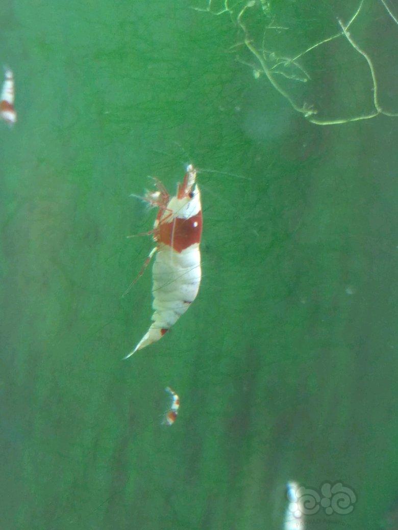 【虾】2017-09-07#RMB拍卖红白水晶虾6只-图6