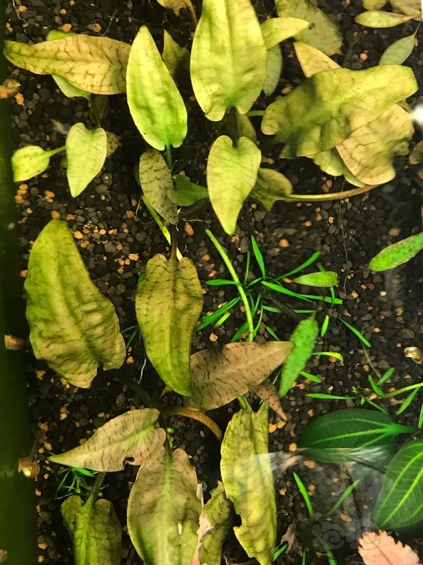 【出售】状态不错的水草 红渍藻 紫芭蕉 亚齐椒草-图6