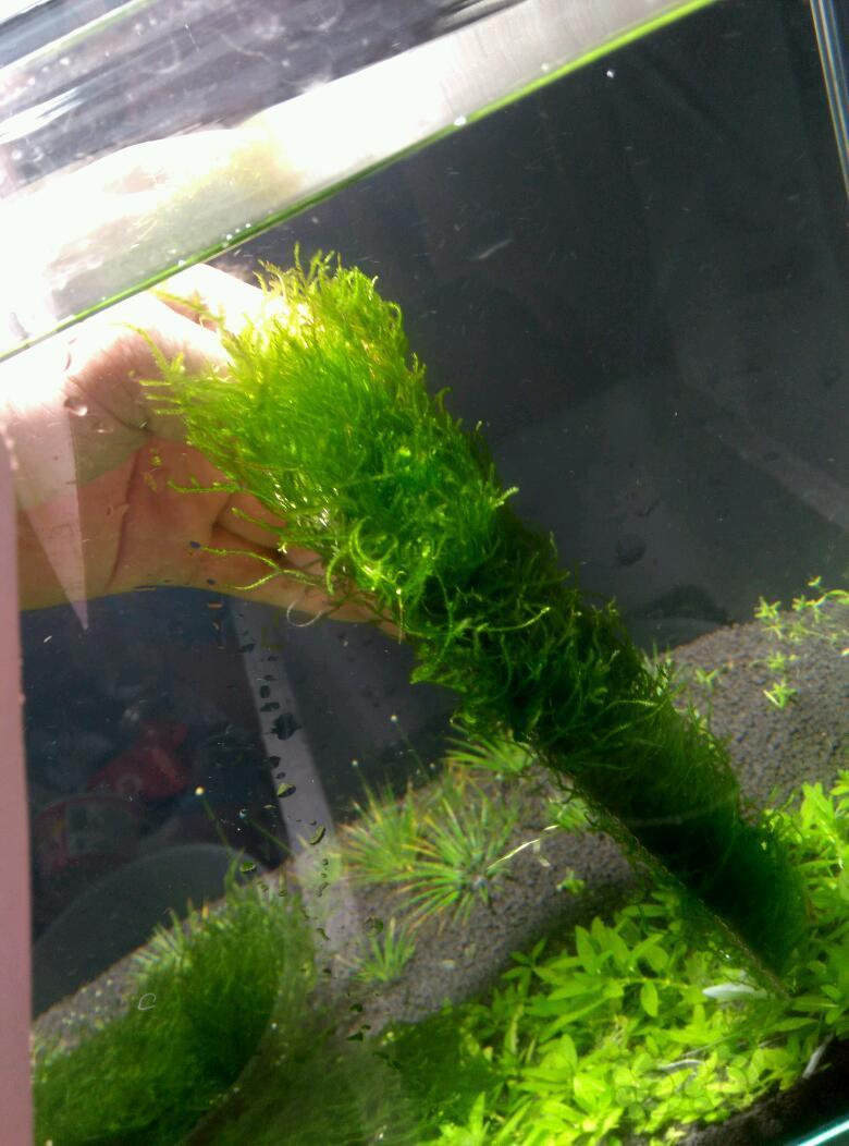 出售出售火焰莫丝