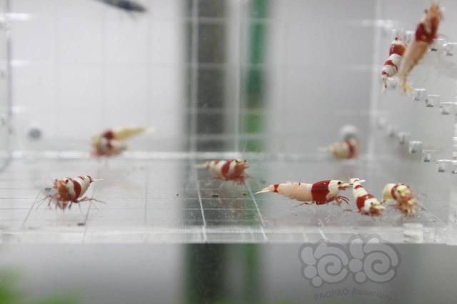 【虾】2017-09-08#RMB拍卖红白水晶虾12只-图2