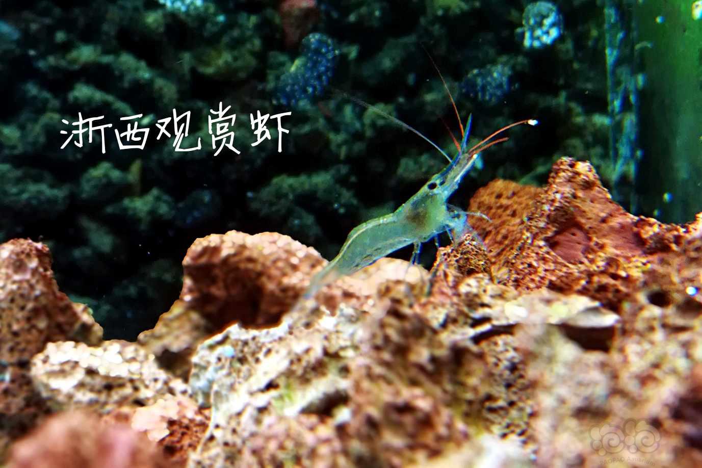 【出售】出自家繁殖的苏虾蓝足-图1