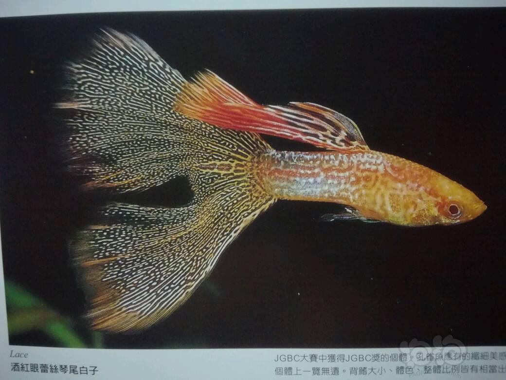 【孔雀鱼】第一次见到冠尾孔雀-图1