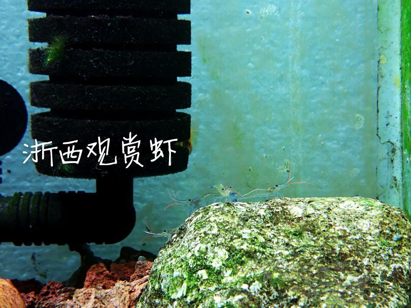 【出售】出自家繁殖的苏虾蓝足-图2