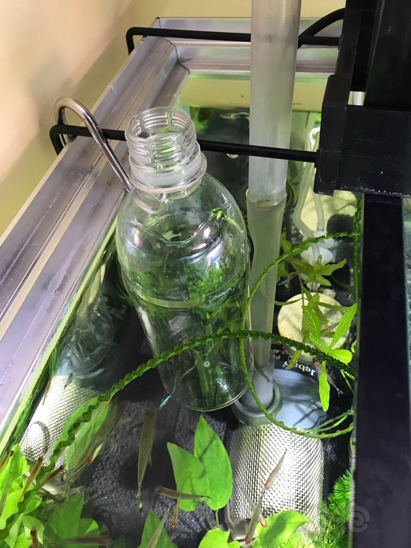 孔雀鱼自制一个隔离瓶希望孔雀可以顺利生产