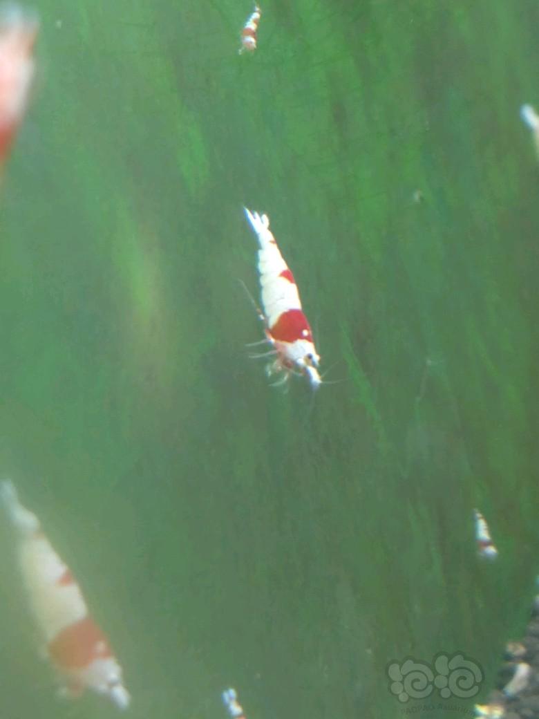 【虾】2017-09-07#RMB拍卖红白水晶虾6只-图5
