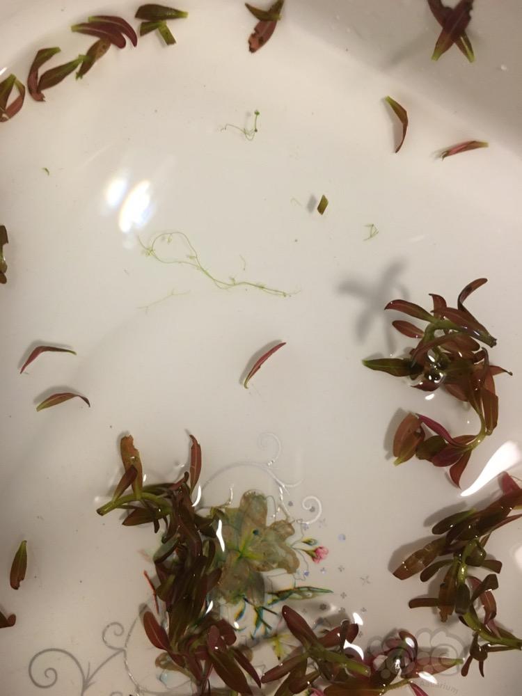新入缸的草 貌似有狸藻、如果狸藻爆缸了怎么治理？-图2