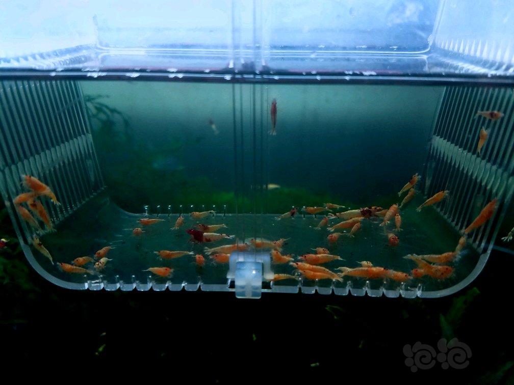 【虾】2017-9-3#RMB拍卖酒红拼头洞头出的金虾62只-图5