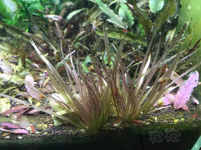 【出售】状态不错的水草 红渍藻 紫芭蕉 亚齐椒草-图4