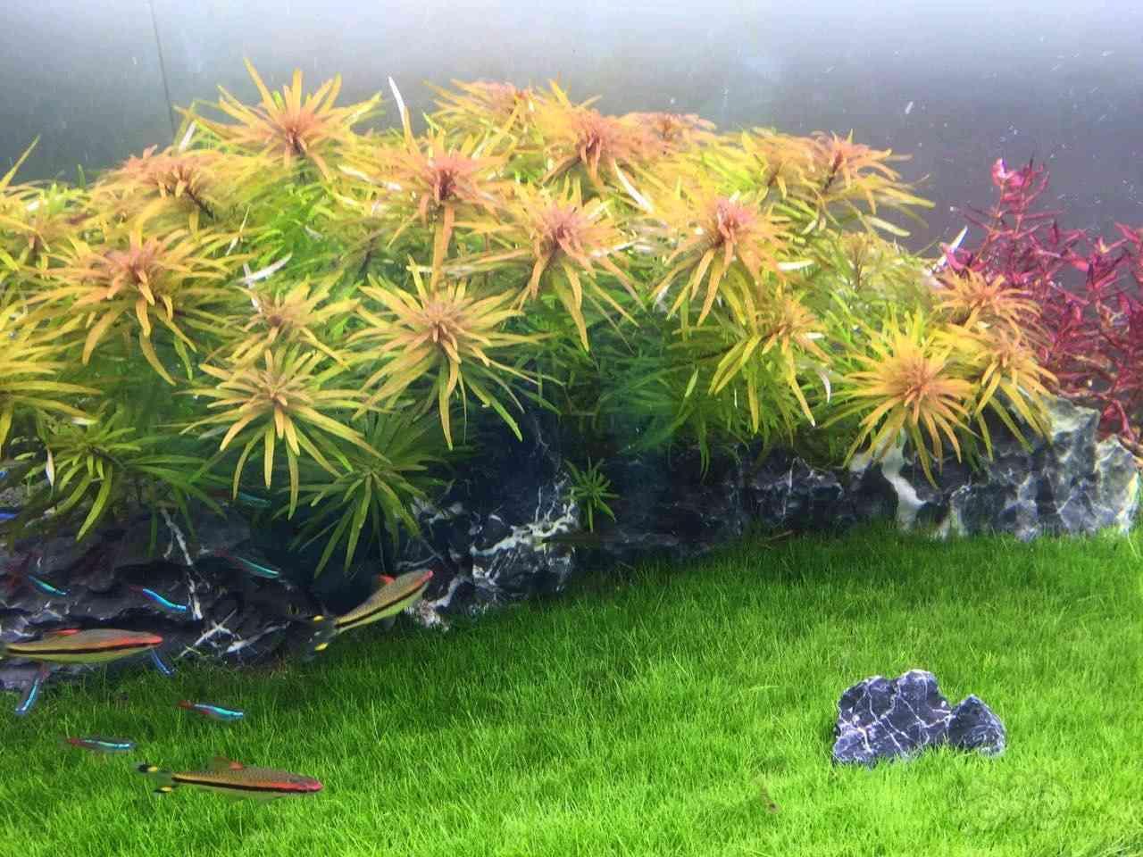 水草如何保存 泡泡水族