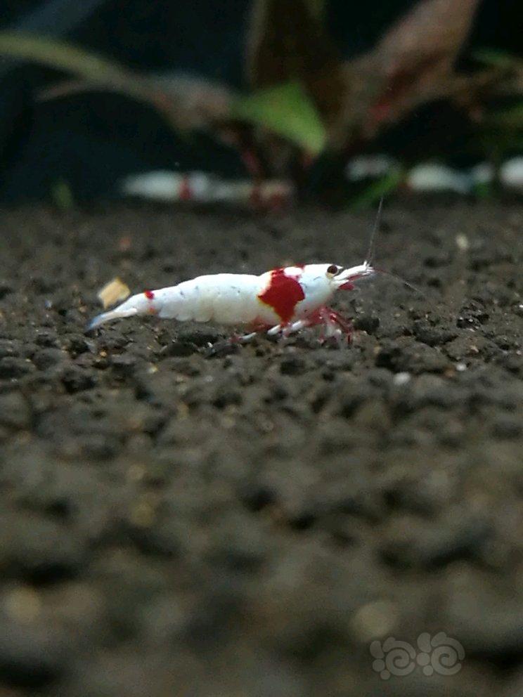 【虾】2017-09-22#RMB拍卖红白水晶虾2只-图1