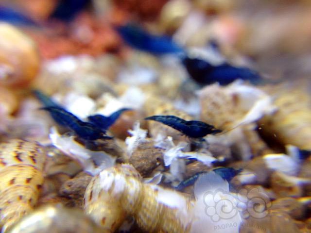 蓝宝石小虾😊-图5