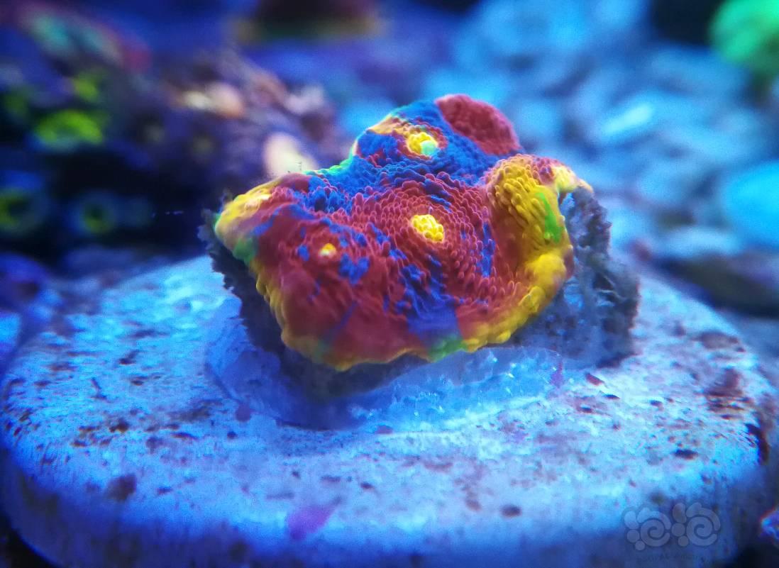小生物  珊瑚-图1