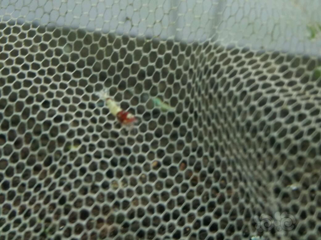 【虾】2017-09-17#RMB拍卖德系红洞头孑代8只-图6
