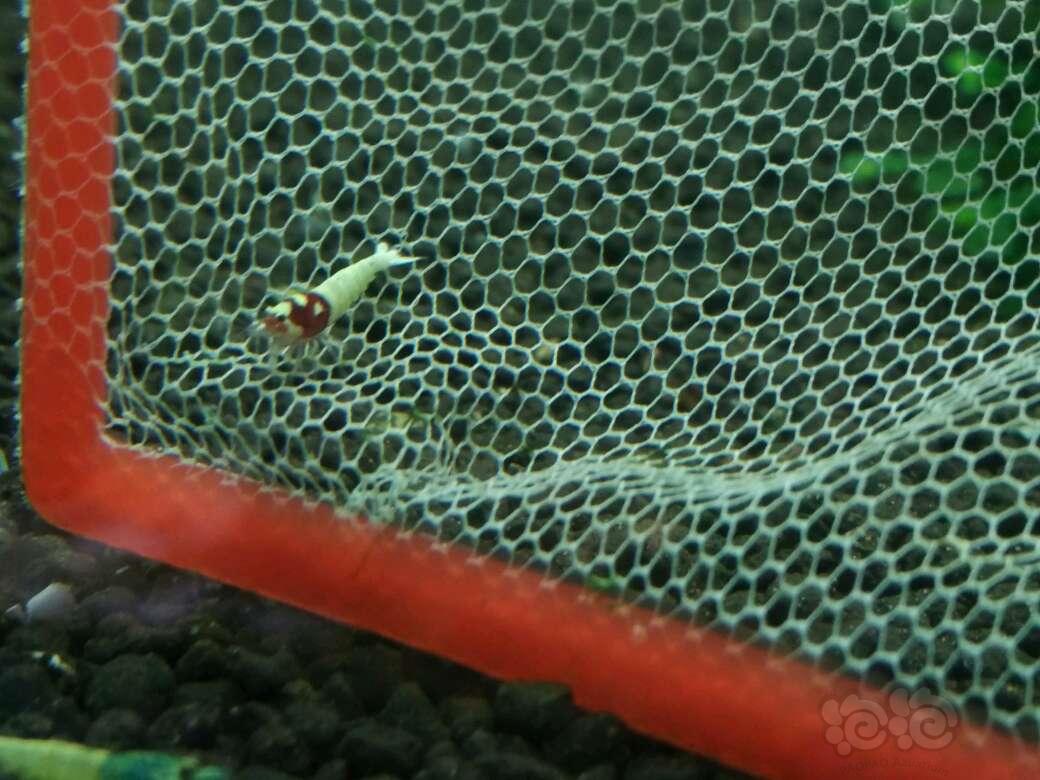 【虾】2017-09-17#RMB拍卖德系红洞头孑代8只-图5