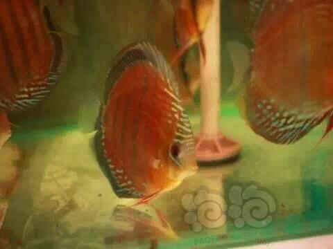 【神仙鱼】野彩流 | 赤RED之 阿莲卡 曼高 库瑞皮亚族群-图4