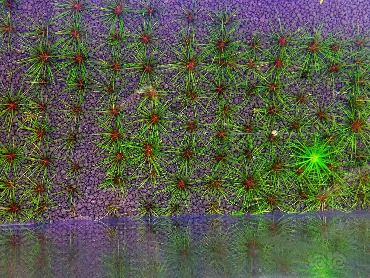 【出售】出红箦藻。吐血谷精。茨城谷精-图1