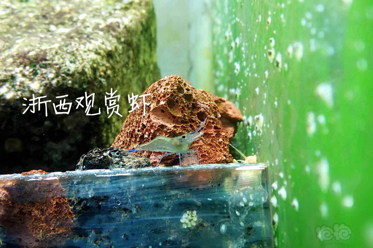 【出售】出自家繁殖的苏虾蓝足-图3