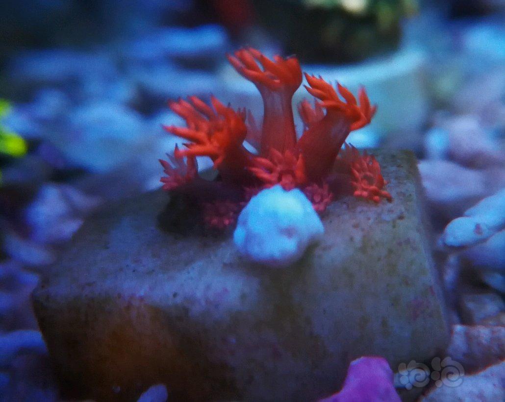 小生物  珊瑚-图3