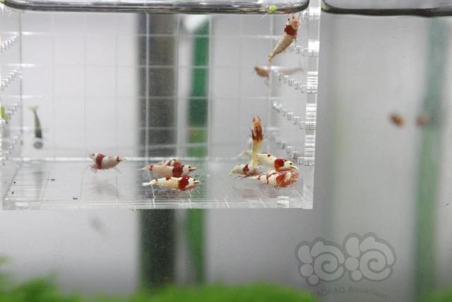 【虾】2017-09-08#RMB拍卖红白水晶虾12只-图1