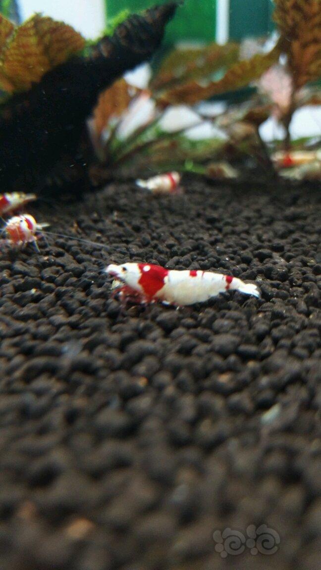 【虾】2017-9-21#RMB拍卖纯血红白水晶虾-图1
