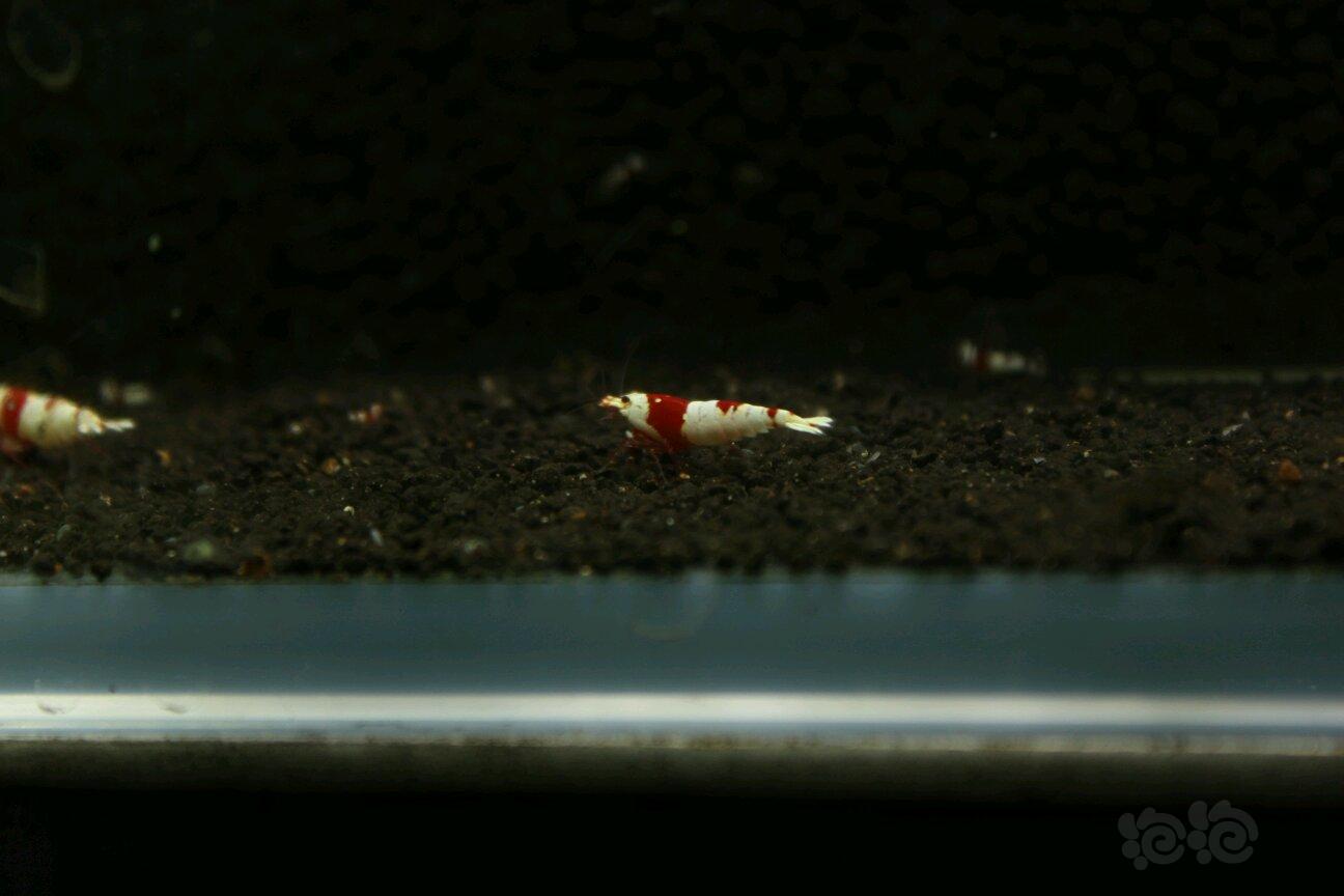 【虾】2017-09-17#RMB拍卖红白水晶虾5只-图5