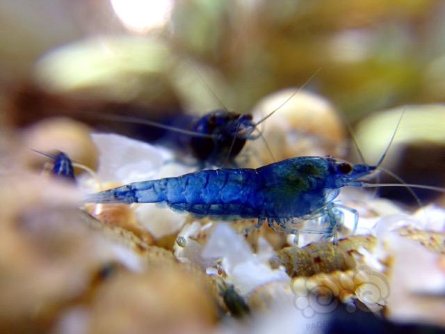 蓝宝石小虾😊-图2