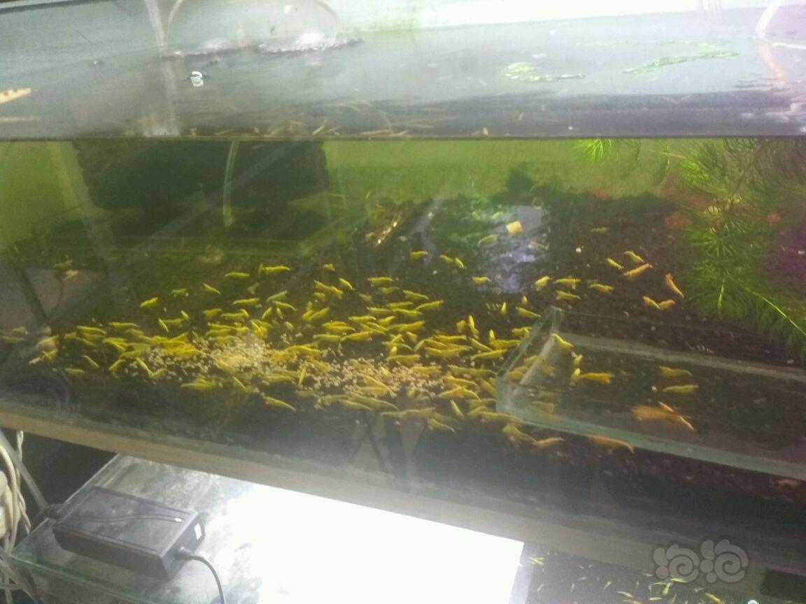 【出售】出售自家繁殖金背黄金米虾，雪球虾-图2