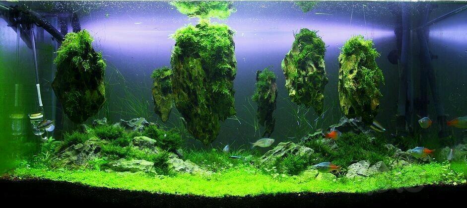 草友要的阿凡达类型造景
