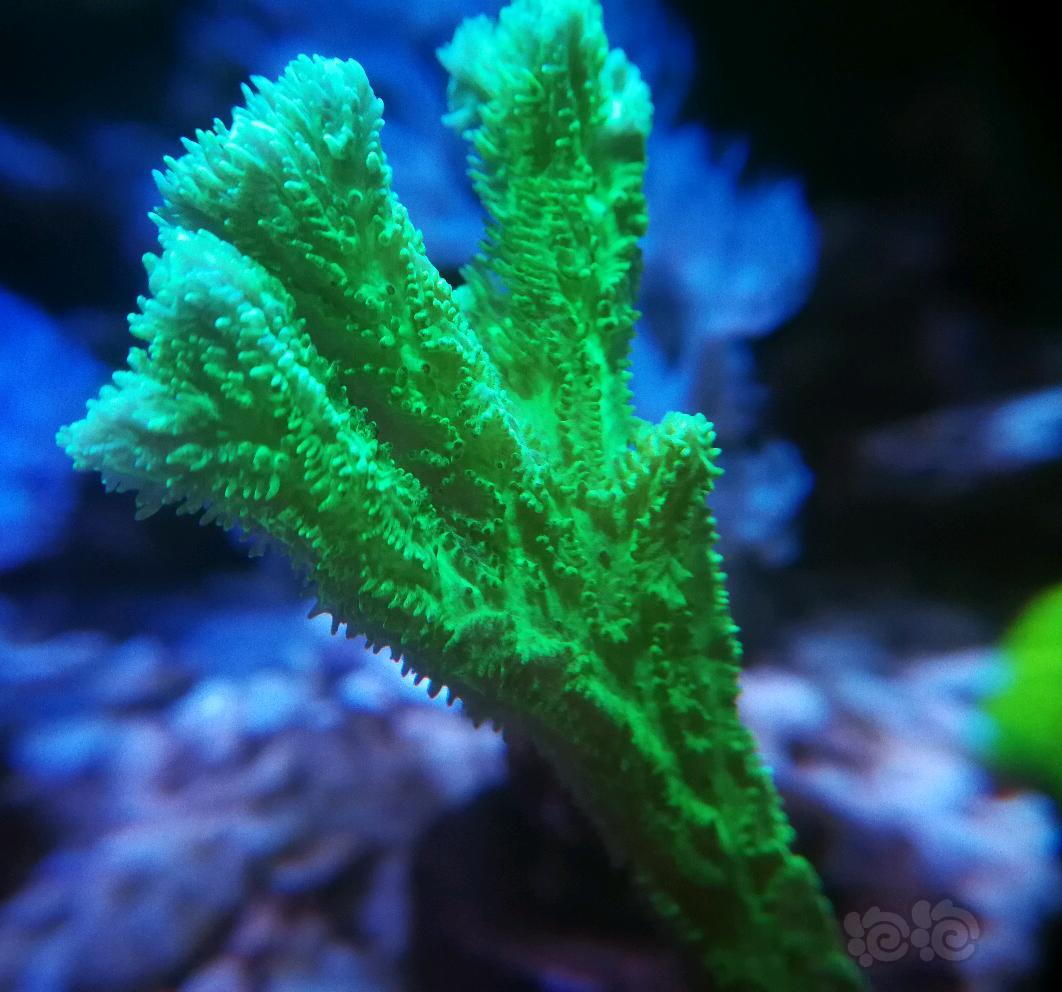 小生物  珊瑚-图2