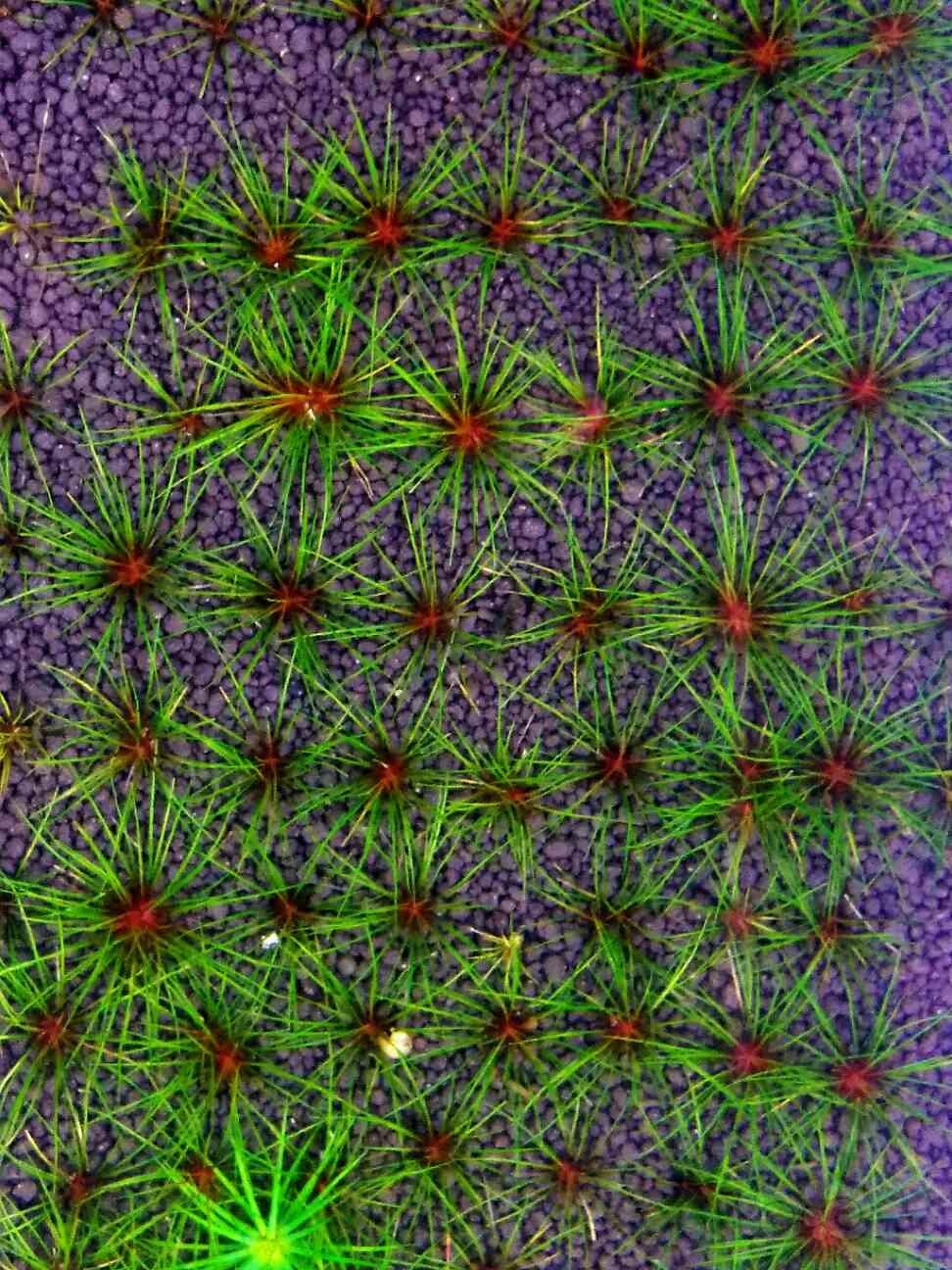 【出售】出红箦藻。吐血谷精。茨城谷精-图5