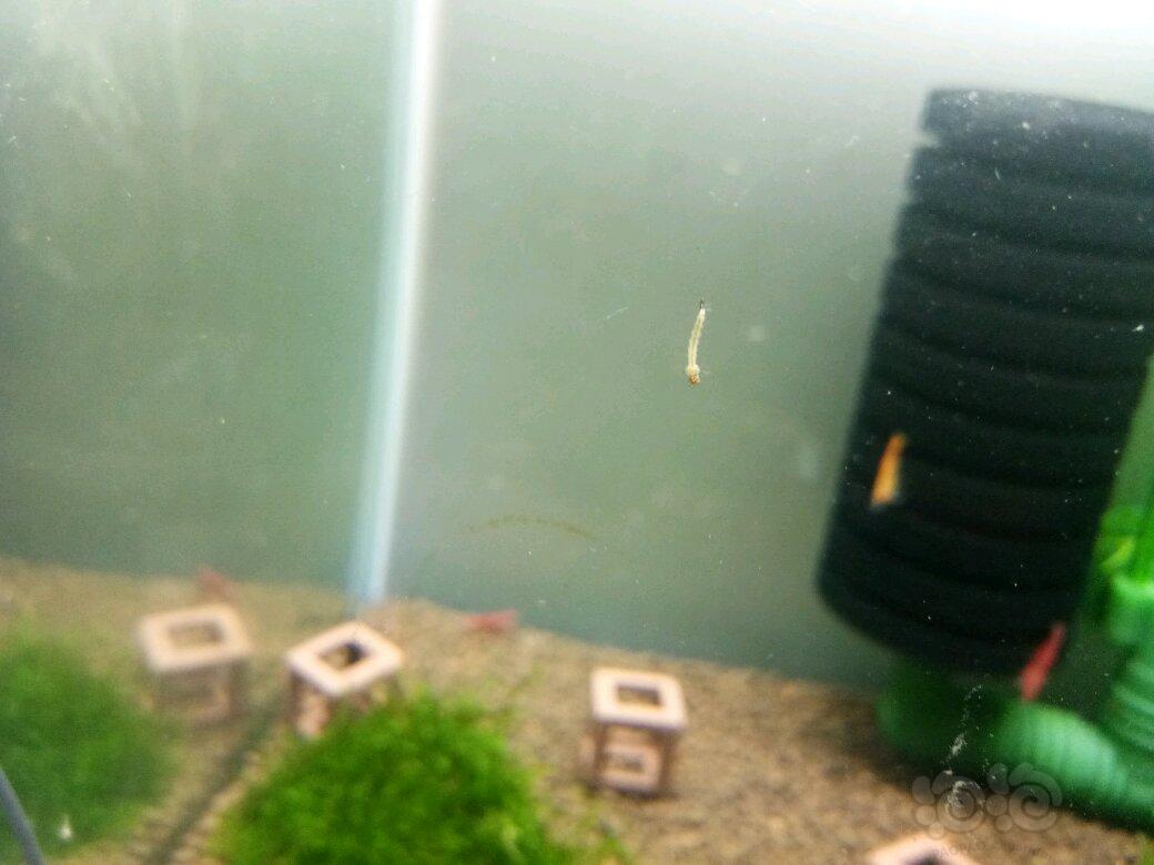 看到小米虾就忍不住来几张还有一个小虫-图2