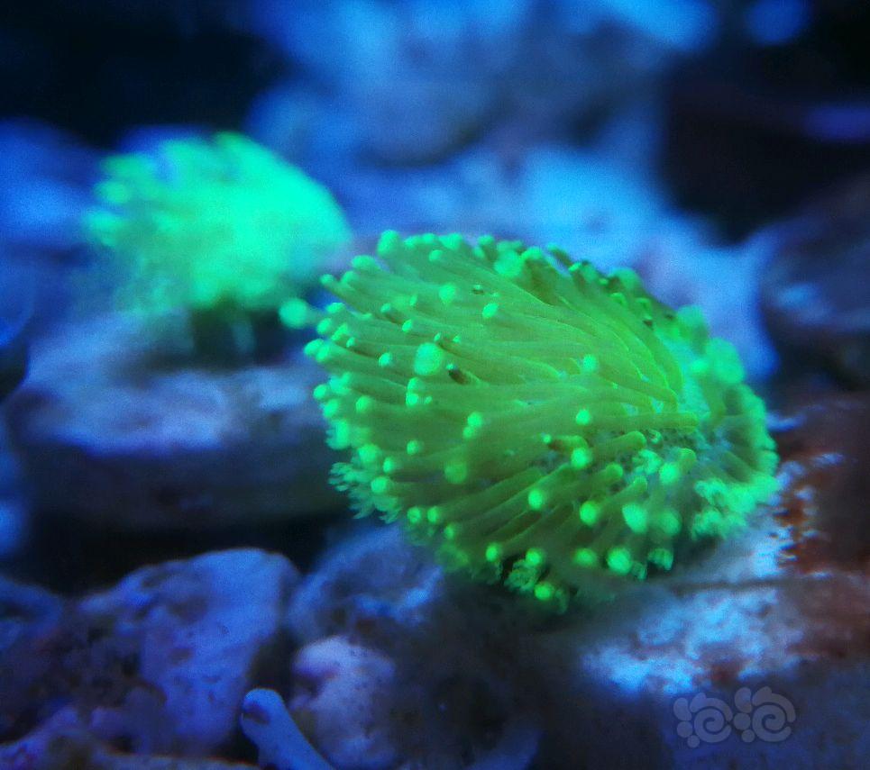 小生物  珊瑚-图4