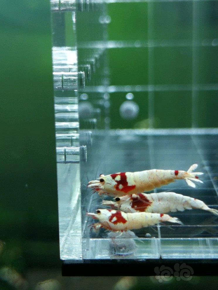 【虾】2017-09-18#RMB拍卖红白水晶虾4只-图5