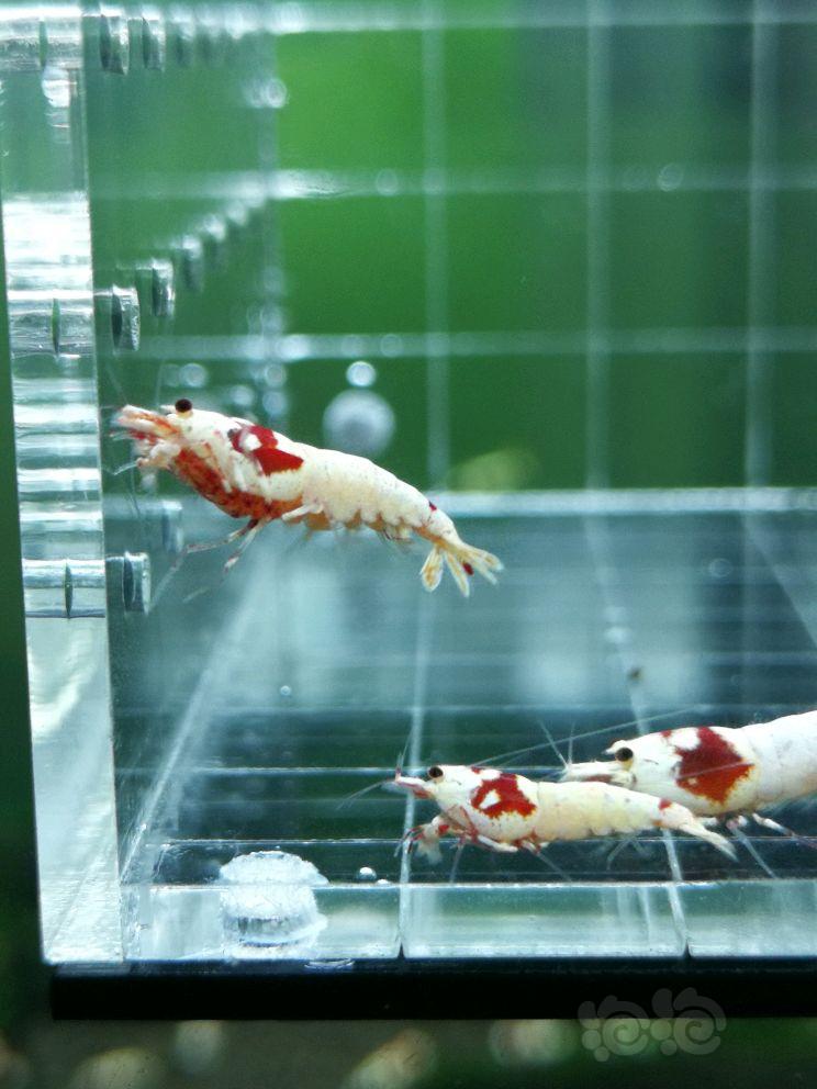 【虾】2017-09-18#RMB拍卖红白水晶虾4只-图3