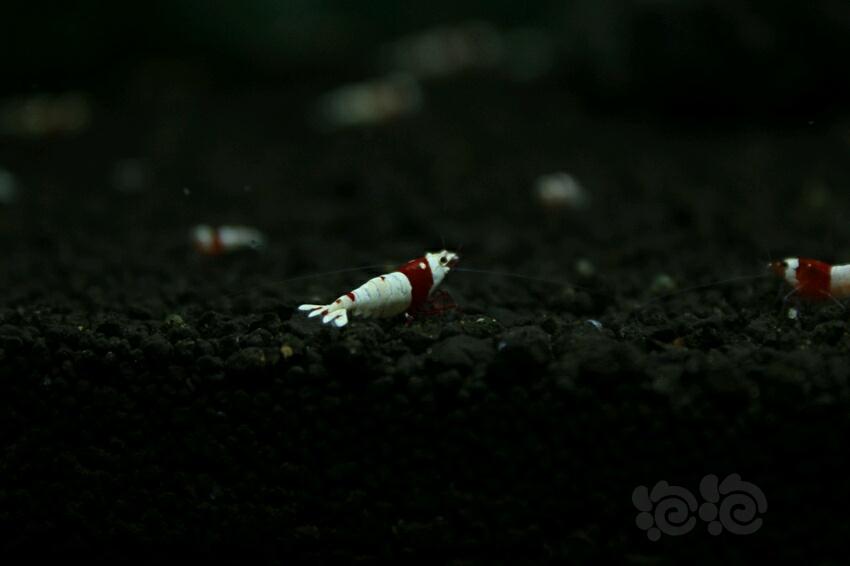 红白母水晶虾-图1