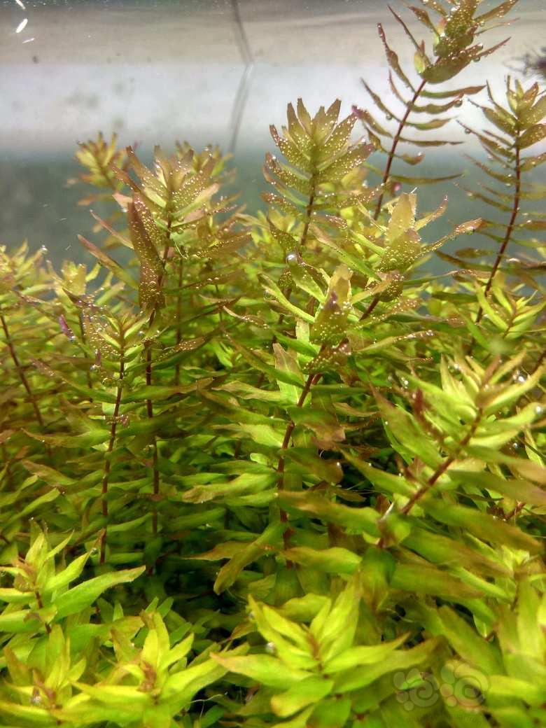 暂时没其他水草了,不用问了.